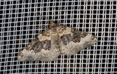Epirrhoe galiata