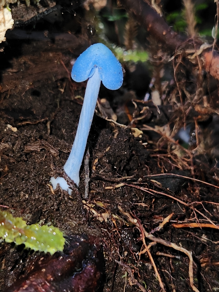 Entoloma hochstetteri · March 2025 · photo: © archie_tarn (iNaturalist, cc-by)