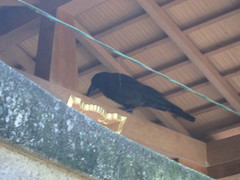 Corvus macrorhynchos