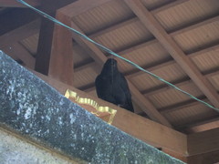 Corvus macrorhynchos