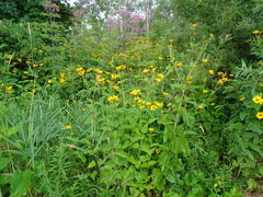 Heliopsis helianthoides