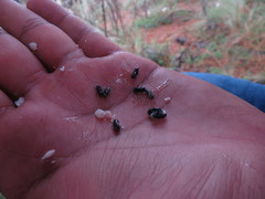 Dendroctonus adjunctus