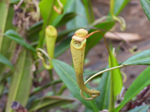 Nepenthes madagascariensis