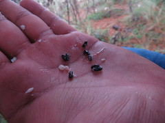 Dendroctonus adjunctus