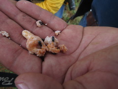 Dendroctonus adjunctus