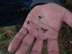 Dendroctonus adjunctus