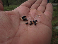 Dendroctonus adjunctus