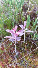 Exobasidium karstenii