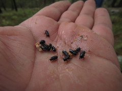Dendroctonus adjunctus