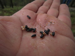 Dendroctonus adjunctus