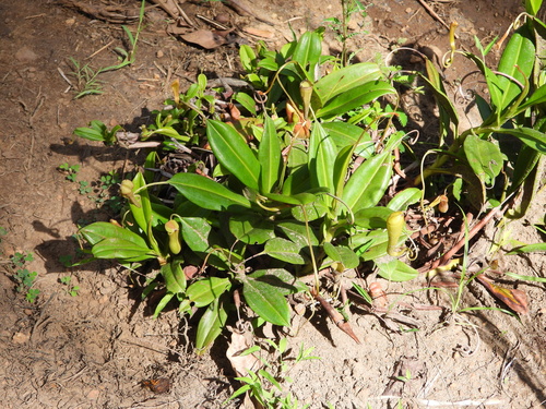 Image of Nepenthes madagascariensis by (c) amantedarmanin, some rights reserved (CC BY)