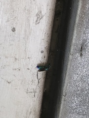 Chrysis angolensis