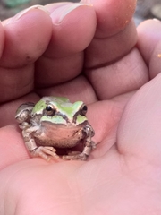 Hyla wrightorum