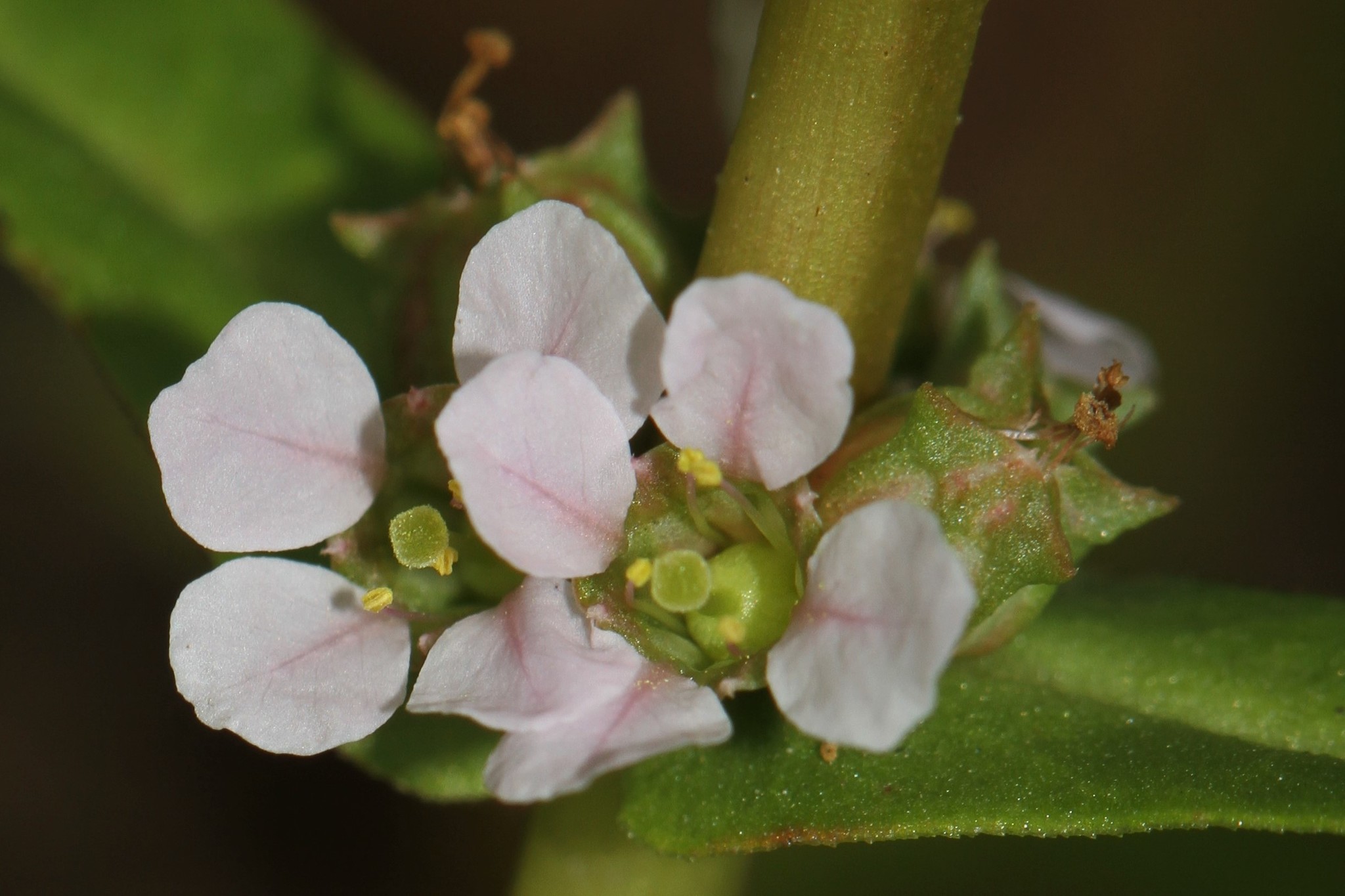 Ammannia robusta