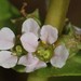 Ammannia robusta - Photo (c) Paul Marcum, μερικά δικαιώματα διατηρούνται (CC BY-NC), uploaded by Paul Marcum