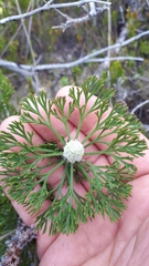 Paranomus abrotanifolius