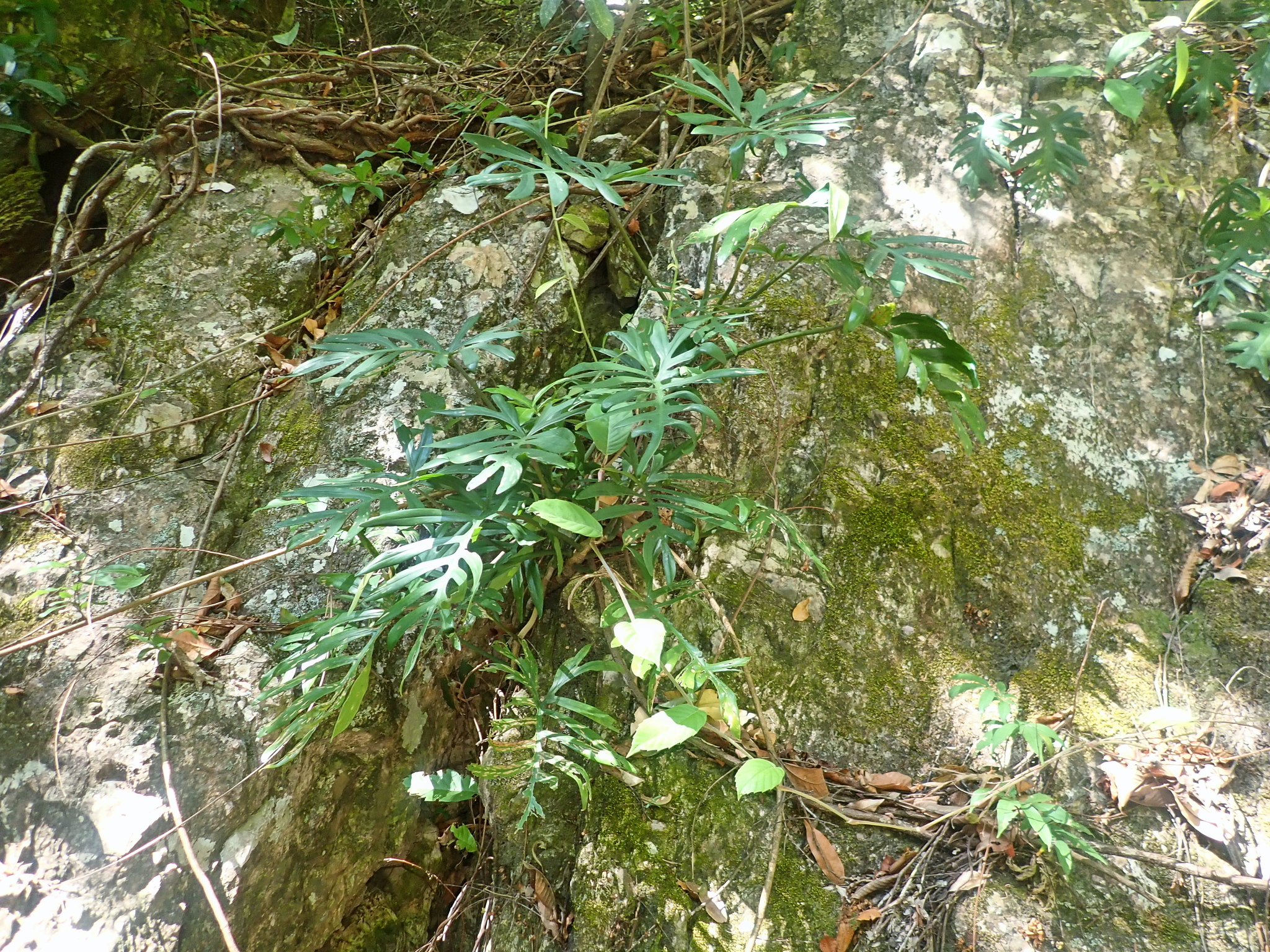 Philodendron Mayoi (Philodendron mayoi)