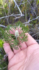 Paranomus abrotanifolius