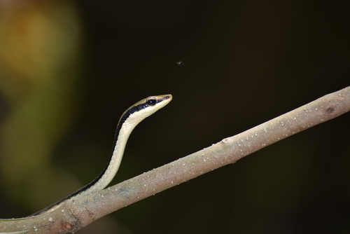 Ashok's Bronzeback