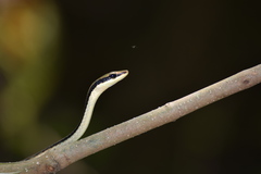Ashok's Bronzeback Tree Snake photo 1
