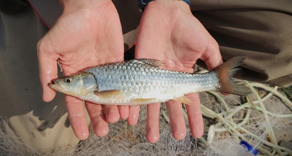 Bushveld papermouth (Enteromius mattozi) — Cyprinidae