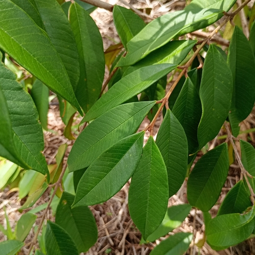 Vochysia ferruginea - Whole tree