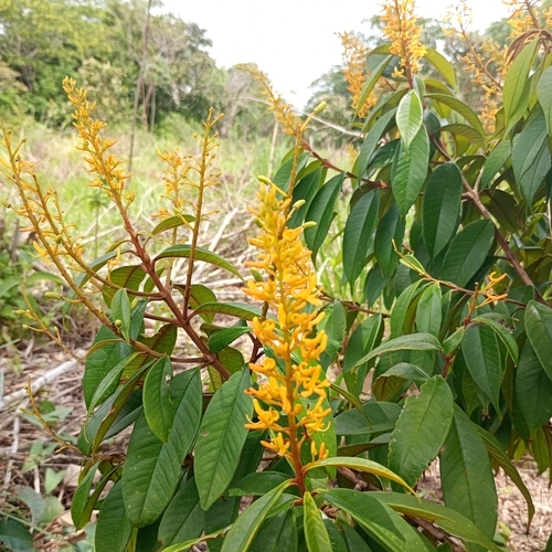 Vochysia ferruginea - Leaves