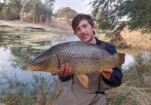 European Carp