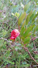 Exobasidium cassandrae