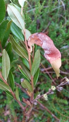 Exobasidium cassandrae