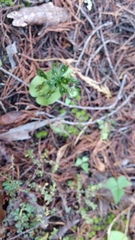 Malaxis brachystachys