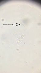 Bacillus