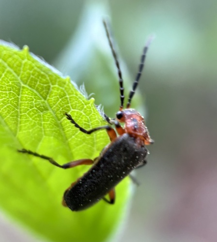 Two-lined Leatherwing photo 4