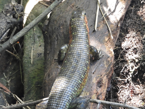 Southeastern Girdled Lizard, Zonosaurus maximus