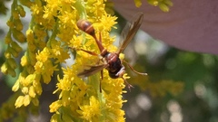 Physocephala texana