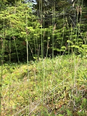 Juncus balticus littoralis