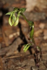 Triphora trianthophoros trianthophoros