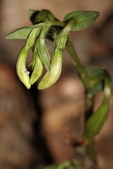 Triphora trianthophoros trianthophoros