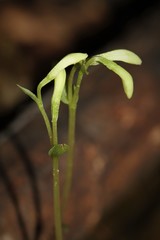 Triphora trianthophoros trianthophoros