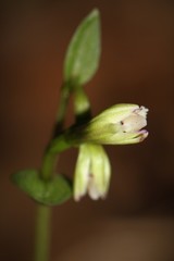 Triphora trianthophoros trianthophoros