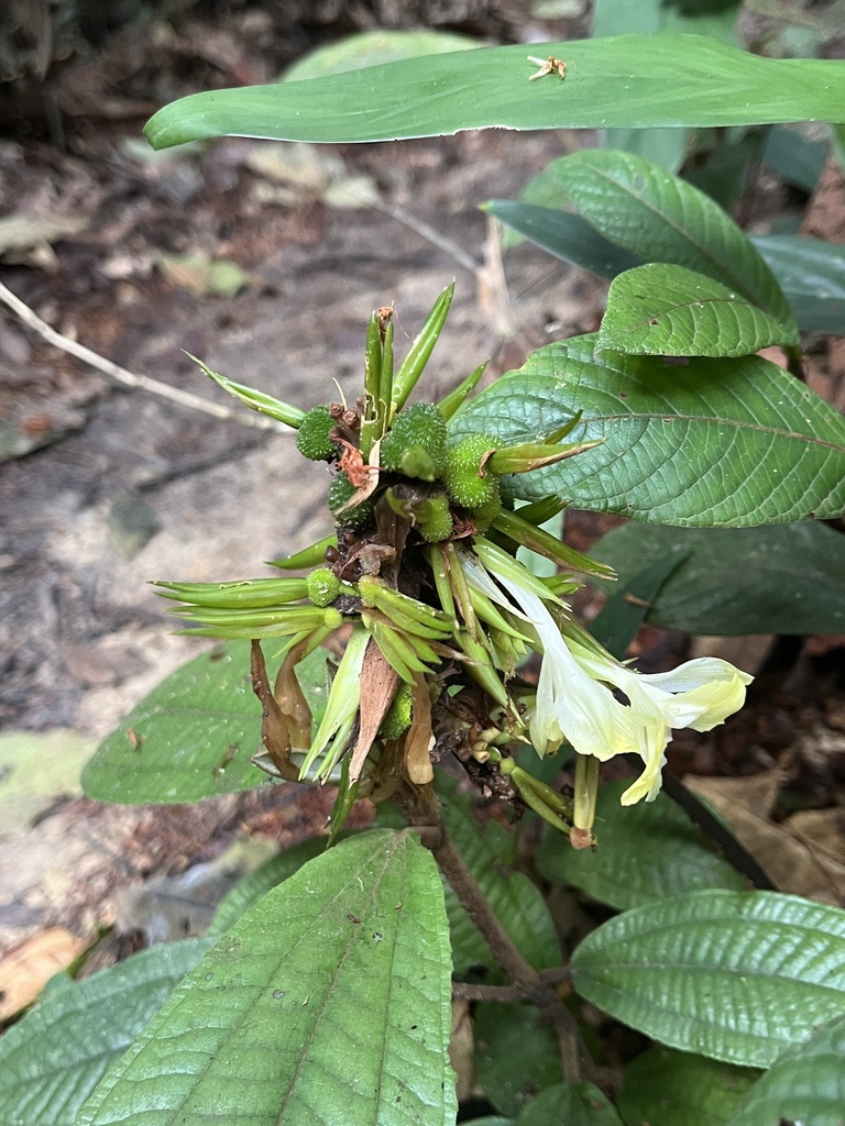 Goeppertia cannoides (Goeppertia cannoides)