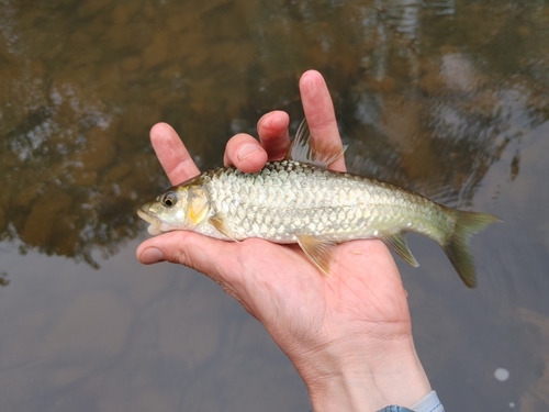 Largescale yellowfish (Labeobarbus marequensis) — Cyprinidae — 2