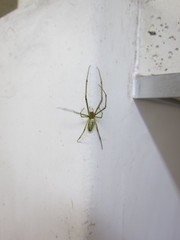 Leucauge