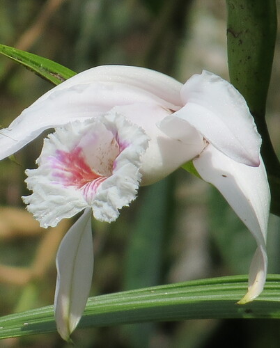 Beautiful Sobralia (Sobralia pulcherrima)