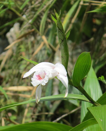 Image of Sobralia pulcherrima by no rights reserved
