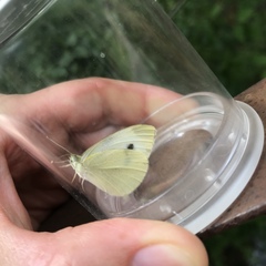 Pieris rapae