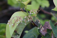 Phyllanthus tequilensis