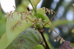Phyllanthus tequilensis
