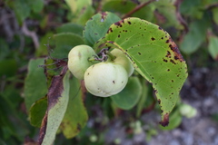 Phyllanthus tequilensis
