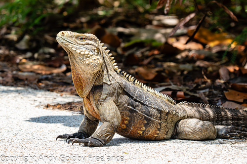 Rock Iguanas (Genus Cyclura) · iNaturalist